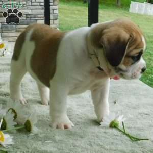 Rosy, Miniature Bulldog Puppy